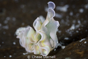 "ROAR"
A Lettuce Sea Slug showing off some moves in Litt... by Chase Darnell 